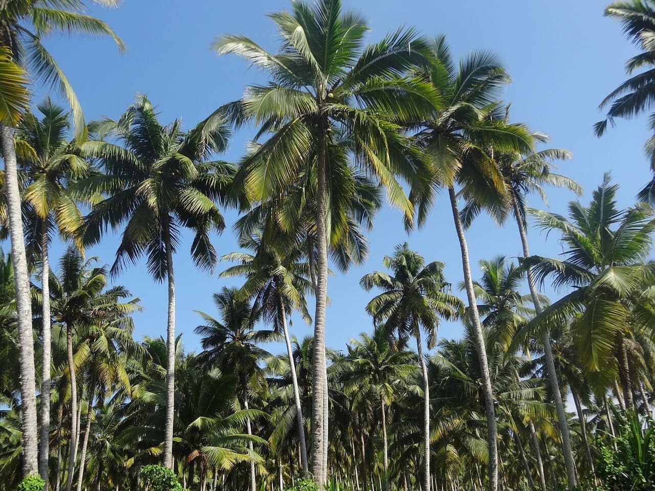 coconut-tree-gff1d51377_1280 (1)